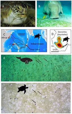 New Tools to Identify the Location of Seagrass Meadows: Marine Grazers as Habitat Indicators